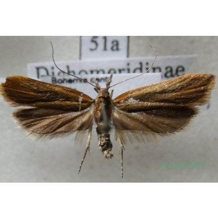 Dichomeris ustalella (Fabricius, 1794) Czech51a
